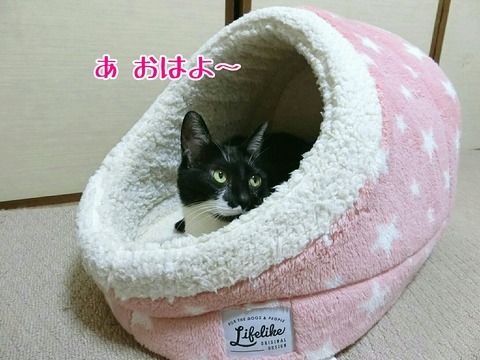 [画像:a96fafaa-s.jpg]