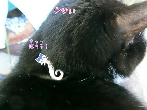 [画像:b1c43c59-s.jpg]