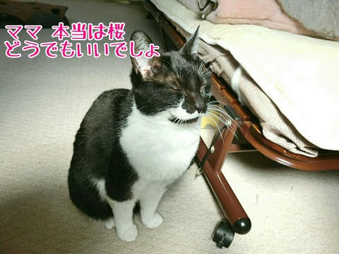 [画像:b3b65245-s.jpg]