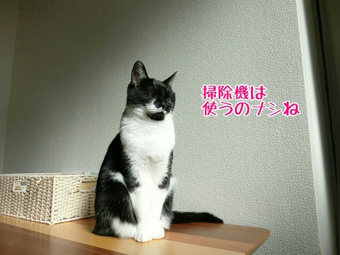 [画像:b5332882-s.jpg]