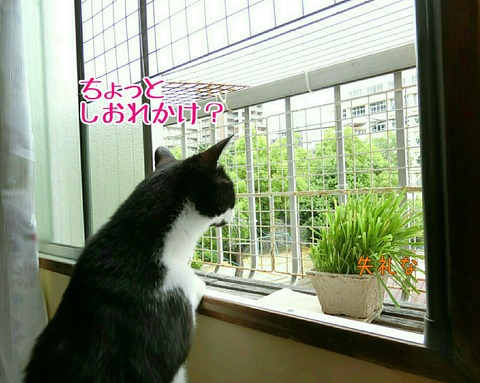 [画像:b6798a83-s.jpg]