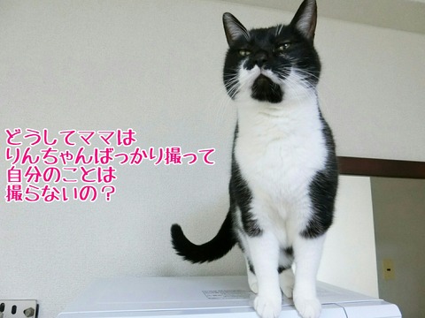 [画像:b71ecd66-s.jpg]