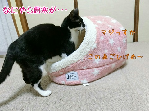 [画像:b7d2a420-s.jpg]