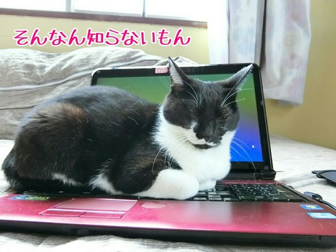 [画像:b9dbdbf1-s.jpg]