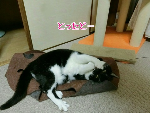 [画像:ba3cda1d-s.jpg]