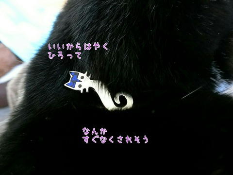 [画像:c3bf534b-s.jpg]