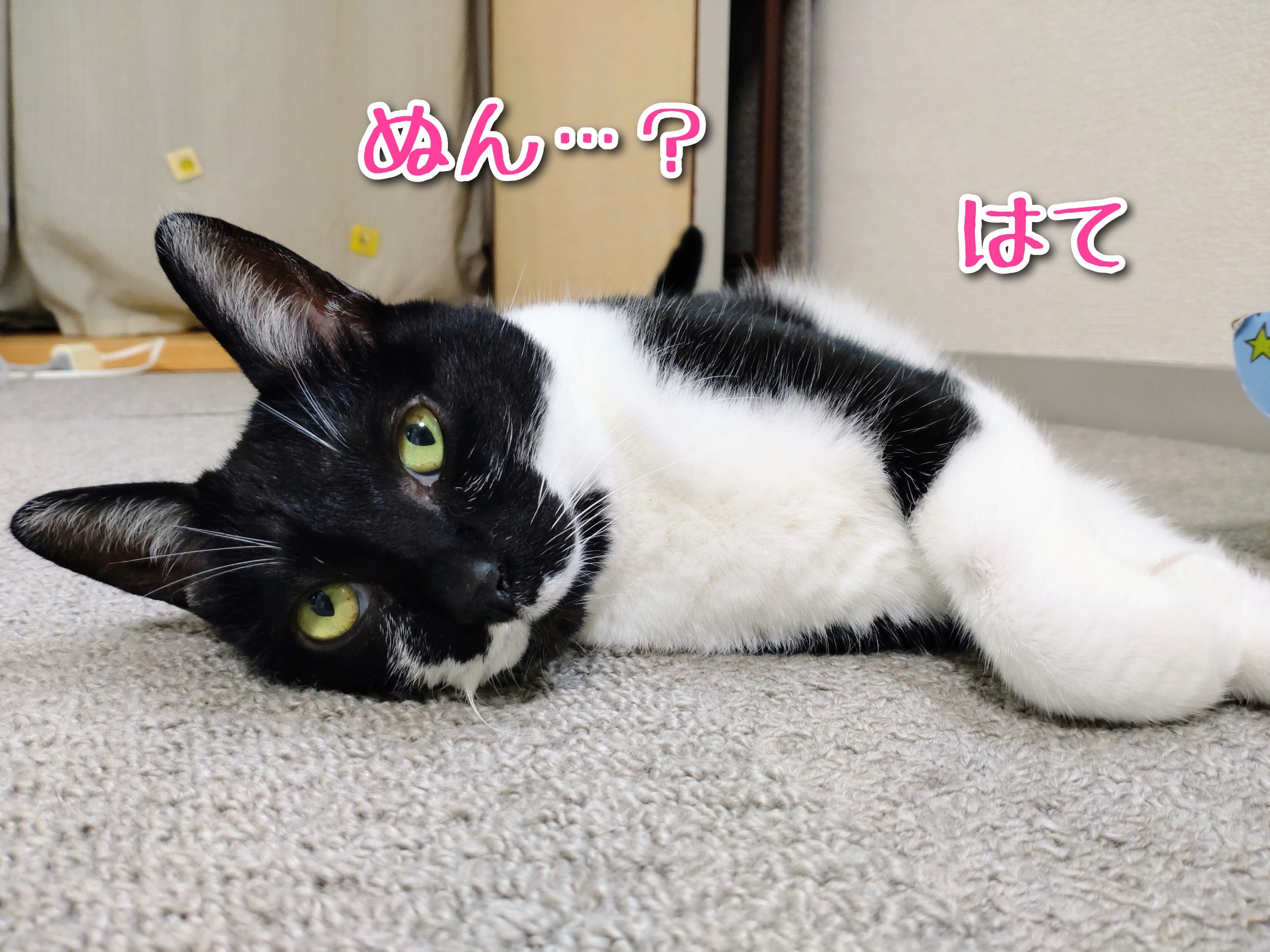 意味知ってびっくり りんちゃん至上主義