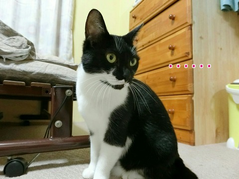 [画像:c68c5cd1-s.jpg]