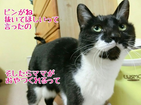 [画像:c6ea673f-s.jpg]