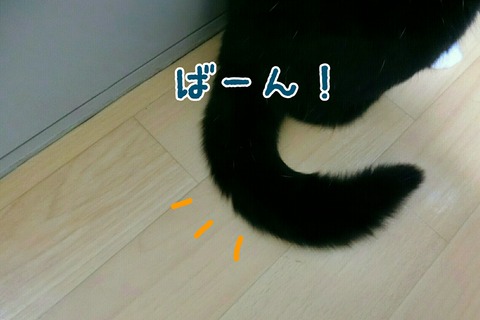 [画像:c7bf95b1-s.jpg]