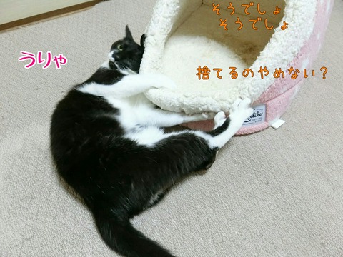 [画像:cd1b7b95-s.jpg]