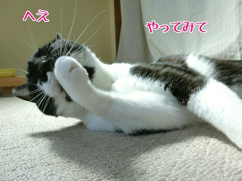 [画像:d259a6bf-s.jpg]