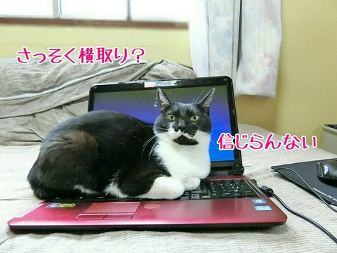 [画像:d29b9ad8-s.jpg]