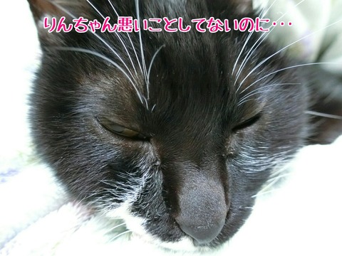 [画像:d43858b6-s.jpg]