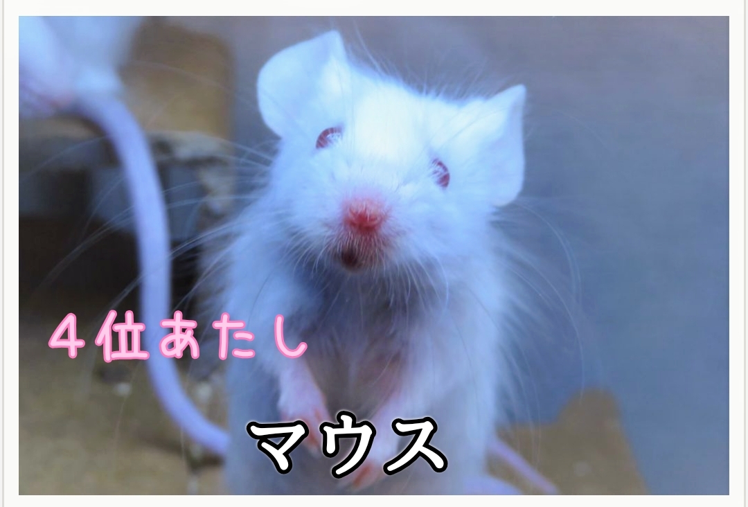 りんちゃん至上主義