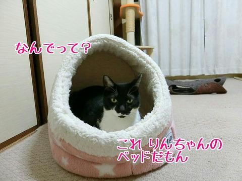 [画像:d844defb-s.jpg]