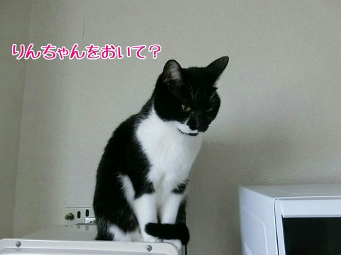 [画像:d9b2dd27-s.jpg]