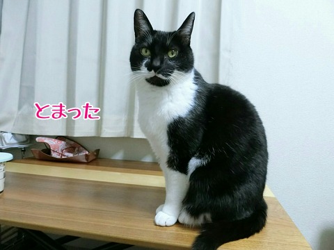 [画像:dc916b73-s.jpg]