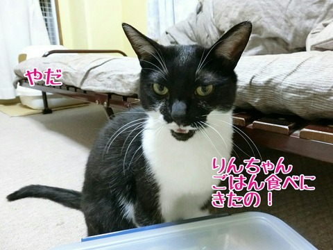 [画像:e315c1ac-s.jpg]