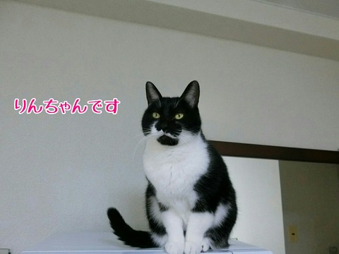 [画像:e6ce365f-s.jpg]