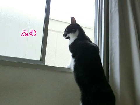 [画像:e6f10f12-s.jpg]