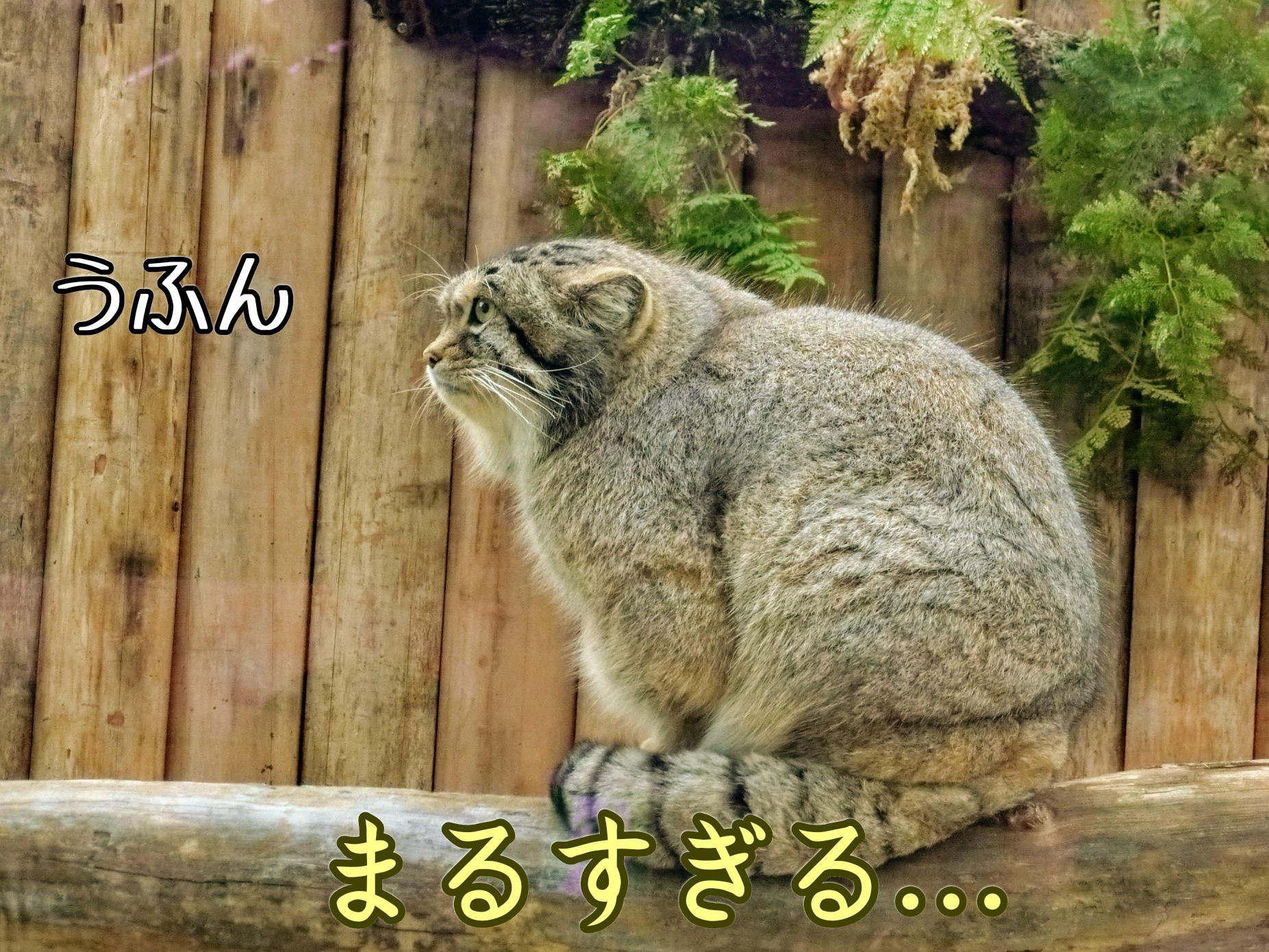 ずんぐりむっくり頂上決定戦 りんちゃん至上主義