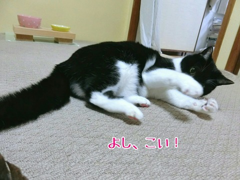 [画像:ead93429-s.jpg]