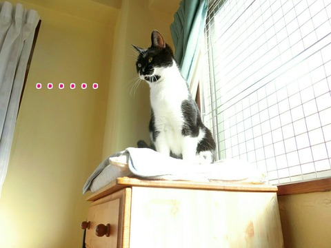 [画像:fbe984fc-s.jpg]