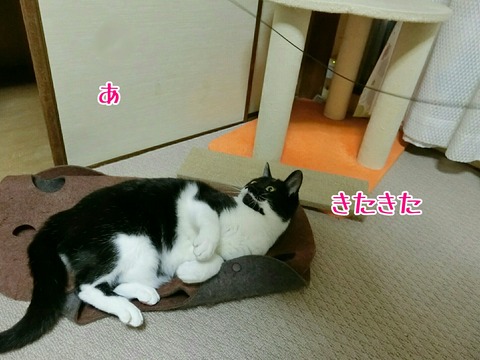 [画像:fc94c707-s.jpg]