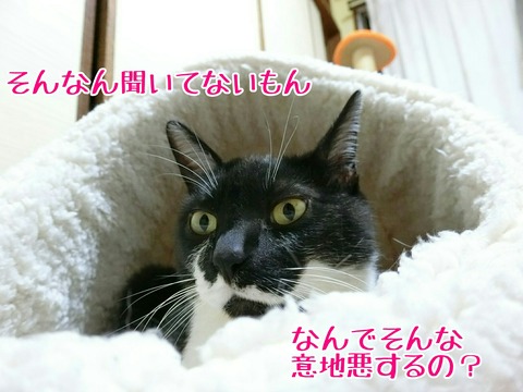 [画像:fcc89e1b-s.jpg]