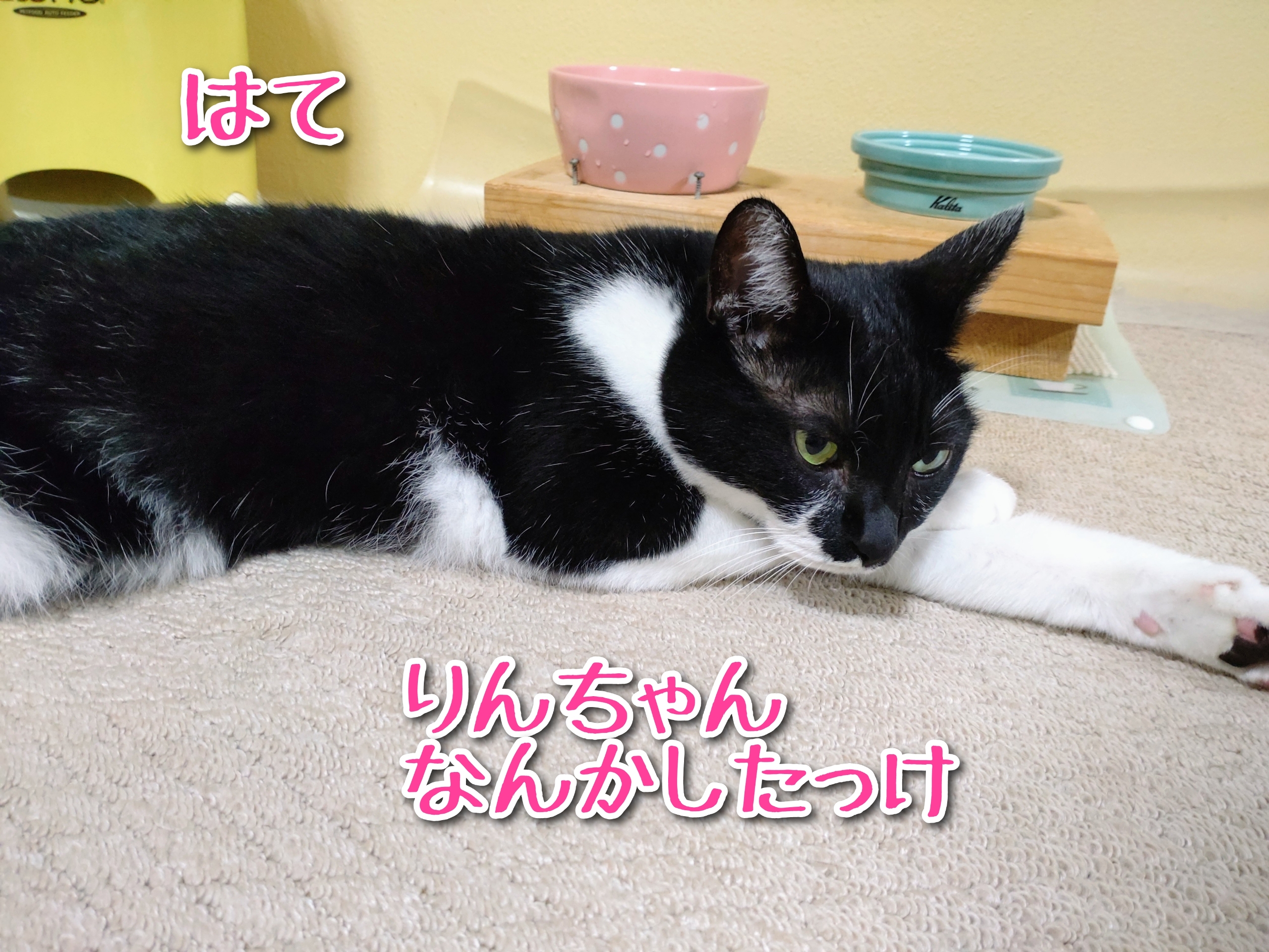 素直に可愛いと言えないのか りんちゃん至上主義