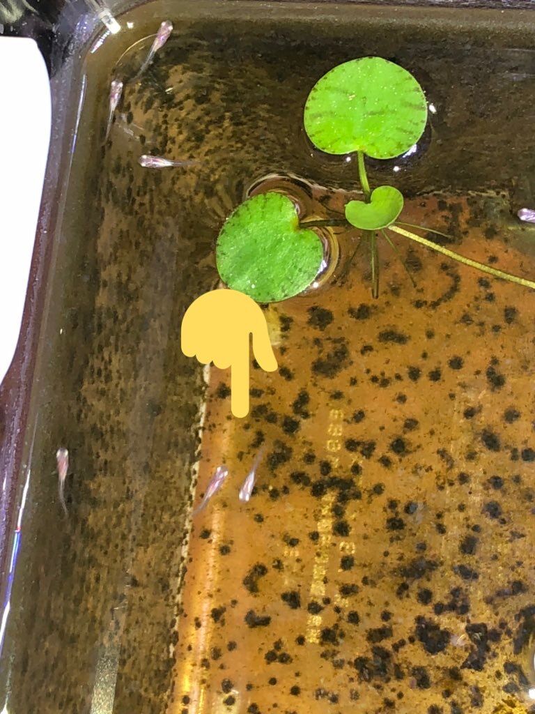 メダカ 悠々日和 メダカ 悠々日和