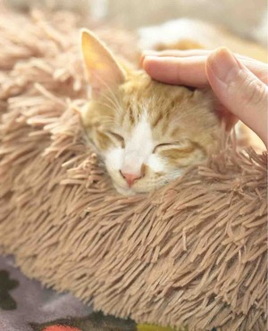 保護猫