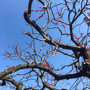 梅の花