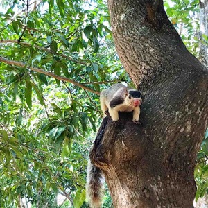スリランカ リス