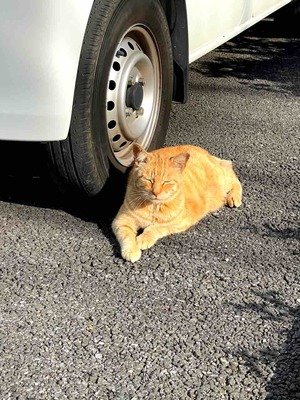 ねこ