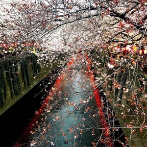 目黒川の桜