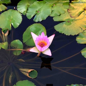 蓮の花