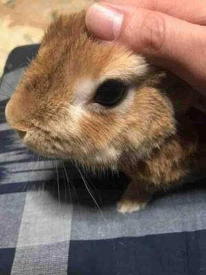 うさぎ・ぴょんす
