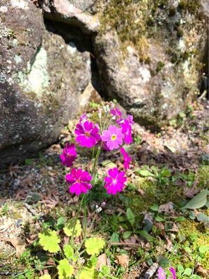 道端の花