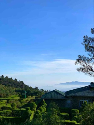 茶畑高原