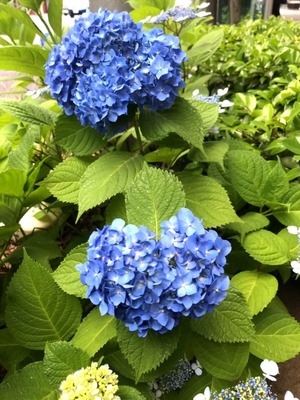 紫陽花