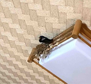 ツバメ巣作り