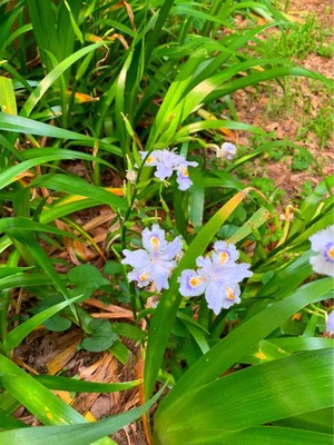 胡蝶花