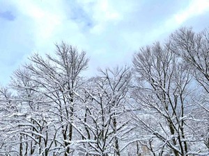樹氷