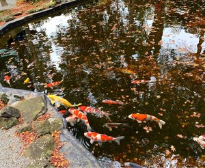 伊豆山神社の鯉