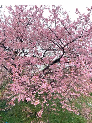 桜