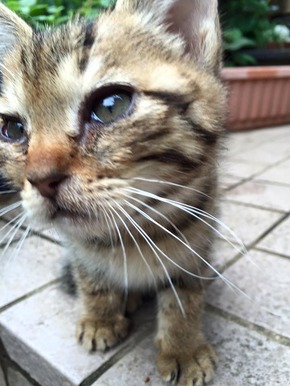 のらねこ1