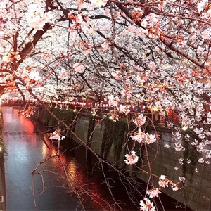 目黒川の桜