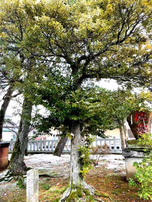 神社の木